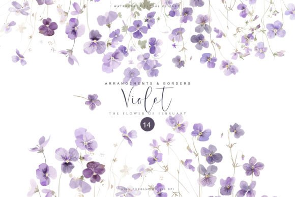Download Violet February Birth Flower Set - Violet Collection