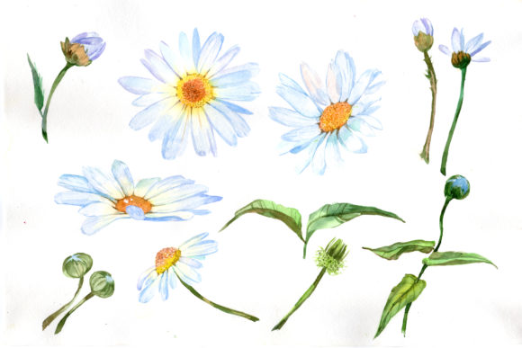 Download White Daisy Watercolor Flower Set - Daisy watercolor Collection
