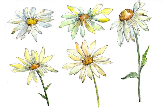Download Fine Wildflower Daisy Watercolor Set - Daisy watercolor Collection